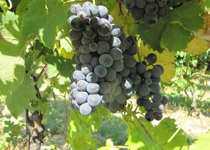 Feriegård Podere Riosto Cantina&agriturismo