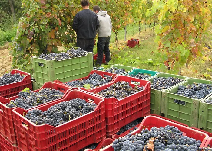 Feriegård Podere Riosto Cantina&agriturismo