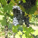Farma Podere Riosto Cantina&agriturismo