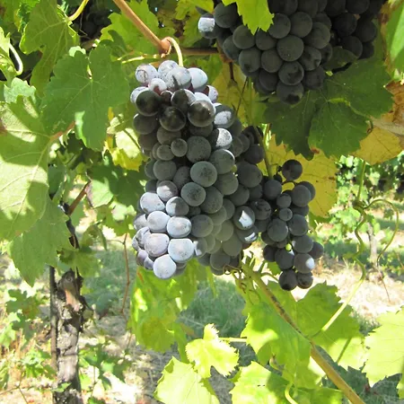 مزرعة للإقامة Podere Riosto Cantina&agriturismo