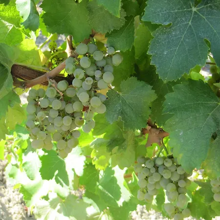 Podere Riosto Cantina&agriturismo Pianoro