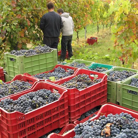 مزرعة للإقامة Podere Riosto Cantina&agriturismo