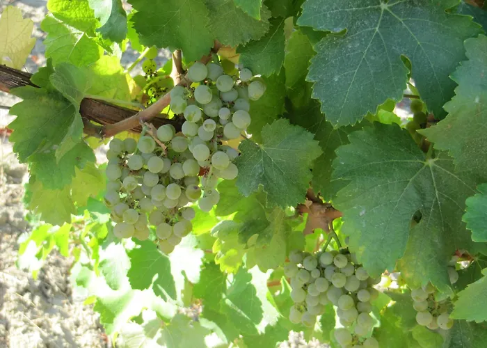 Podere Riosto Cantina&agriturismo Pianoro